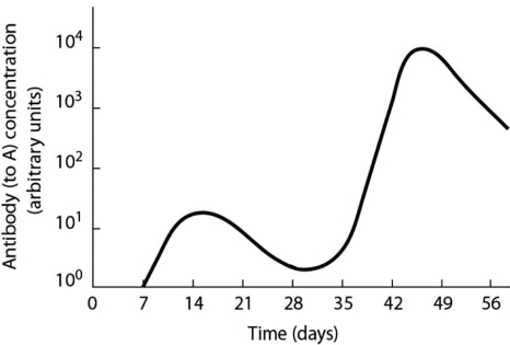 According to Figure 35.5, approximately when did a second exposure to antigen occur?   Figure 35.5 A)  at 0 days B)  at 7 days. C)  at 14 days D)  at 28 days E)  at 49 days