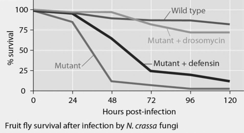 Mutant fruit flies that make only one antimicrobial peptide (defensin or drosomycin)  were tested for survival after infection with Neurospora crassa fungi and the results are shown in the figure below. What statement about these data is true?   Figure 35.1 A)  No wild-type fruit flies die after being infected by the fungi. B)  Drosomycin protects fruit flies from N. crassi infections to a higher degree than does defensin. C)  Defensin is effective at preventing fruit fly infection by all fungal species. D)  After two days, approximately 65% of mutant + defensin fruit flies are dead.