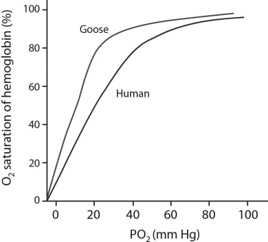 Please use the following information to answer the question(s)  below. In the Himalayas, Mount Everest, Earth's highest mountain, reaches over 8,800 meters at its peak. At this altitude the atmospheric pressure is only 254 mm Hg. Although humans cannot survive at this altitude, the bar-headed goose can fly there without any problems. Bar-headed goose hemoglobin can bind the same number of oxygen molecules as human hemoglobin, but their affinities for binding oxygen are different (see graph below) .   -What is the maximum number of molecules of oxygen that bar-headed goose hemoglobin can bind to? A)  1 B)  2 C)  3 D)  4