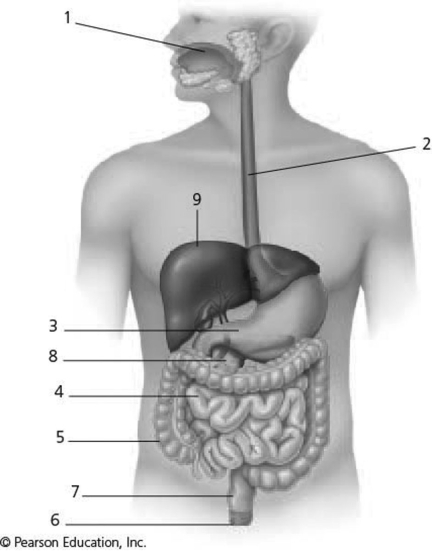   Figure 33.2 -Examine the digestive system structures in the figure above. The agent(s)  that help emulsify fats are produced in location A)  1. B)  2. C)  3. D)  8. E)  9.