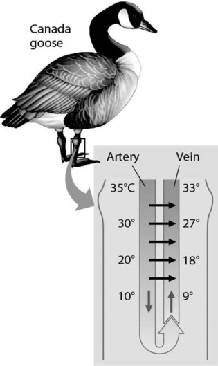   Figure 32.1 -The thin horizontal arrows in Figure 32.1 show that A)  the warmer arterial blood can bypass the legs as needed when the legs are too cold to function well. B)  the warmer venous blood transfers heat to the cooler arterial blood. C)  the warmer arterial blood transfers heat to the cooler venous blood. D)  the arterial blood is always cooler in the abdomen, compared to the temperature of the venous blood in the feet of the goose. E)  the goose's legs get progressively warmer as the blood moves away from the abdomen to the feet.