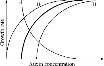   Figure 31.1 The heavy line in Figure 31.1 illustrates the relationship between auxin concentration and cell growth in stem tissues. If the same range of concentrations were applied to lateral buds, what curve(s)  would probably be produced? A)  I B)  II C)  III D)  II or III