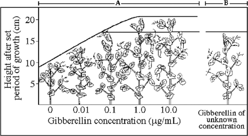   Figure 31.2 -The results of this experiment, shown on the left of the graph (area A) , may be used to A)  show that these plants can live without gibberellin.  B)  show that gibberellin is necessary in positive gravitropism. C)  show that taller plants with more gibberellin produce fruit (pods) . D)  show a correlation between plant height and gibberellin concentration. 