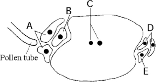The following questions refer to the diagram of an embryo sac of an angiosperm shown in Figure 30.1.   Figure 30.1 -Based on Figure 30.1, which cell(s)  guide(s)  the pollen tube to the egg cell? A)  A B)  B C)  C D)  D