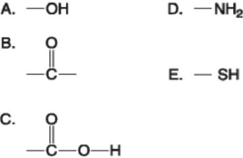   Figure 3.4 -Which of the groups in Figure 3.4 is a basic functional group that can accept H+ and become positively charged? A)  A B)  B C)  C D)  D E)  E