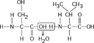   Figure 3.9 -  Figure 3.11 Which of the following statements regarding the chemical reaction illustrated in Figure 3.11 is true? A)  It is a hydrolysis reaction. B)  It results in a peptide bond. C)  It forms a disaccharide. D)  It forms two amino acids.