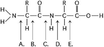   Figure 3.12 -Which bond in Figure 3.12 is farthest from an carbon? A)  A B)  B C)  C D)  D E)  E