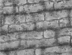   Figure 28.1 -The characteristic feature of typical parenchyma tissue is A)  a thick cell wall. B)  large intercellular space. C)  lignin filled intercellular spaces. D)  inability to divide. E)  transportation.