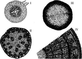   Figure 28.2 -A typical eudicot root is represented by A)  I only. B)  II only. C)  III only. D)  IV only. E)  both I and III.