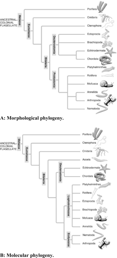   -Which of the following is a point of conflict between the phylogenetic analyses presented in these two figures? A)  the relationship of taxa of segmented animals to taxa of nonsegmented animals B)  that sponges are basal animals C)  that chordates are deuterostomes D)  the evolutionary relationship between Nematoda and Arthropoda