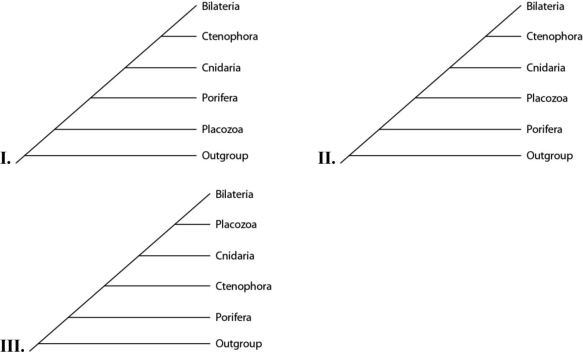 Please use the following information to answer the question(s)  below. Placozoan evolutionary relationships to other animals are currently unclear, and different phylogenies can be created, depending on the characters used to infer relatedness. Placozoans are multicellular invertebrates with a simple structure of only two tissue layers and only four cell types. They have the smallest amount of DNA measured in any animal. In comparison, sponges have no tissues but about 20 cell types. One species of placozoans, Tp (Trichoplax adhaerens) , produces a neuropeptide almost identical to one found in cnidarians. The genome of Tp, although the smallest of any known animal, shares many features of complex eumetazoan (even human!)  genomes. The next three questions refer to the phylogenetic trees that follow. In the trees, the outgroup is a taxon that is outside the group of interest; members of the group of interest are more closely related to one another than to the outgroup.   -Which tree(s)  has (have)  been created by emphasizing a protein found in placozoans? A)  I only B)  II only C)  III only D)  I and III