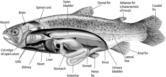 Please use the following information to answer the question(s)  below.   Figure 27.2 Fishes that have swim bladders can regulate their density and thus their buoyancy. There are two types of swim bladder: physostomous and physoclistous. The ancestral version is the physostomous version, in which the swim bladder is connected to the esophagus via a short tube (Figure 27.2) . The fish fills this version by swimming to the surface, taking gulps of air, and directing them into the swim bladder. Air is removed from this version by  belching.  The physoclistous version is more derived and has lost its connection to the esophagus. Instead, gas enters and leaves the swim bladder via special circulatory mechanisms within the wall of the swim bladder. -Which graph properly depicts the relationship between the amount of gas in the swim bladder and the density of the fish?   A)  A B)  B C)  C D)  D E)  E