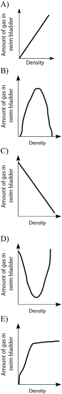 Please use the following information to answer the question(s)  below.   Figure 27.2 Fishes that have swim bladders can regulate their density and thus their buoyancy. There are two types of swim bladder: physostomous and physoclistous. The ancestral version is the physostomous version, in which the swim bladder is connected to the esophagus via a short tube (Figure 27.2) . The fish fills this version by swimming to the surface, taking gulps of air, and directing them into the swim bladder. Air is removed from this version by  belching.  The physoclistous version is more derived and has lost its connection to the esophagus. Instead, gas enters and leaves the swim bladder via special circulatory mechanisms within the wall of the swim bladder. -Which graph properly depicts the relationship between the amount of gas in the swim bladder and the density of the fish?   A)  A B)  B C)  C D)  D E)  E