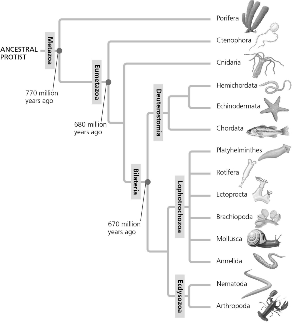 In the figure given below, the Deuterostomia clade is most closely related to which two main clades?   A)  Ctenophora and Cnidaria B)  Lophotrochozoa and Ecdysozoa C)  Cnidaria and Platyhelminthes D)  Echinodermata and Hemichordata