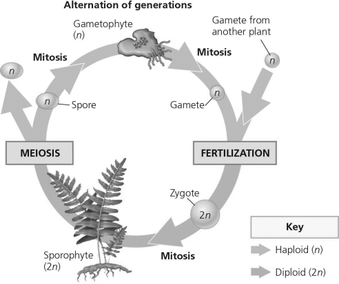 The following question(s)  refer to the generalized life cycle for land plants shown in the figure. Each number within a circle represents a specific plant or plant part, and each number in a box refers to a biological process.   -In the figure, which number produces haploid gametes by mitosis? A)  1 B)  2 C)  3 D)  4