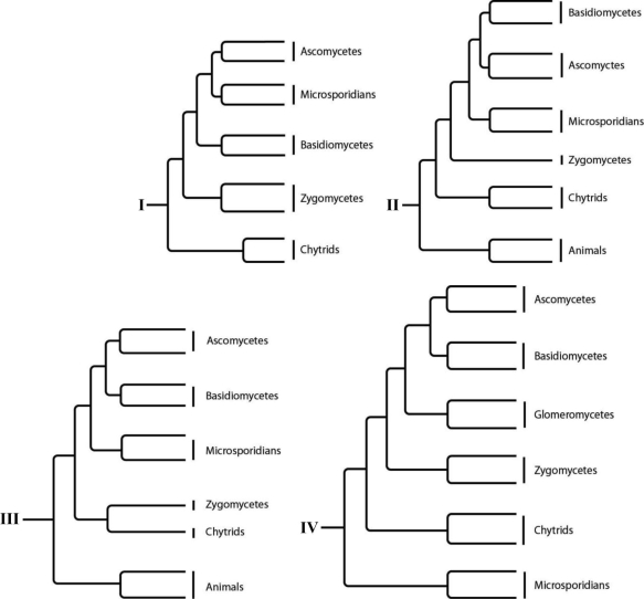 The following question(s)  refer to the following phylogenetic trees.   -Which tree depicts the closest relationship between zygomycetes and chytrids? A)  I B)  II C)  III D)  IV