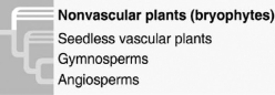   What is true of the phylogenetic tree in the figure? 1)  It depicts uncertainty about whether the bryophytes or the vascular plants evolved first. 2)  It is hypothetical. 3)  It shows that ferns are the closest living relatives to the seed plants. 4)  It indicates that seeds are a shared ancestral character of all vascular plants. A)  1 only B)  2 only C)  3 and 4 only D)  1 and 3 only