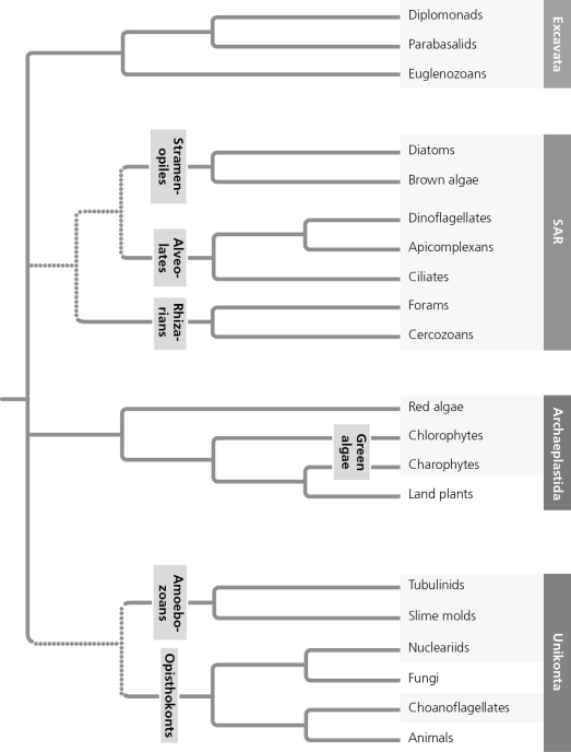 Based on the phylogenetic tree in the figure given below, which of the following statements is correct?   A)  The most recent common ancestor of Excavata is older than that of SAR. B)  The most recent common ancestor of red algae and plants is older than that of nucleariids and fungi. C)  The most basal (first to diverge)  eukaryotic supergroup cannot be determined. D)  Excavata is the most basal eukaryotic supergroup.