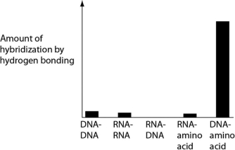 Several scientific laboratories across the globe are performing research concerning the origin of life on Earth. Suppose one of these laboratories conducts abiotic experiment(s)  to test the potential for hydrogen bonding between various nucleic acids and amino acids. Which of the following results of such experiments are most consistent with our current understanding of Earth's first genetic systems? A)    B)    C)    D)   