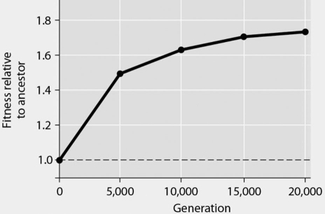 Please use the following information to answer the question(s)  below. In Figure 24.1, data are presented from an eight-year experiment in which 12 populations of Escherichia coli, each begun from a single cell, were grown in low-glucose conditions for 20,000 generations. Each culture was introduced to fresh growth medium every 24 hours. Occasionally, samples were removed from the populations, and their fitness in low-glucose conditions was tested against that of members sampled from the ancestral (common ancestor)  E. coli population.   Figure 24.1 -If the experimental population of E. coli lacks an F factor or F plasmid, and if bacteriophages are excluded from the bacterial cultures, then which of these is means by which beneficial mutations might be transmitted horizontally to other E. coli cells? A)  via sex pili B)  via transduction C)  via conjugation D)  via transformation