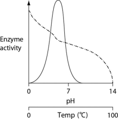 Thermoacidophiles are archaeans that are able to successfully live and reproduce in environments that are acidic, have high sulfur content and temperatures, and have little organic material. Consider the thermoacidophile Sulfolobus acidocaldarius. Which of the following graphs most accurately depicts the expected temperature and pH profiles of its enzymes? (Note: The horizontal axes of these graphs are double, with pH above and temperature below.)    A)    B)    C)    D)   