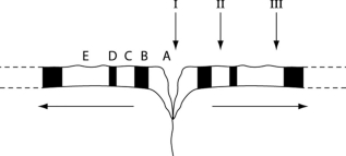 Please use the following information to answer the question(s)  below. Figure 23.1 represents a cross section of the seafloor through a mid-ocean rift valley, with alternating patches of black and white indicating seafloor with reversed magnetic polarities. At the arrow labeled I (the rift valley) , the igneous rock of the seafloor is so young that it can be accurately dated using carbon-14 dating. At the arrow labeled III, however, the igneous rock is about 1 million years old, and potassium-40 dating is typically used to date such rocks. Note: The horizontal arrows indicate the direction of seafloor spreading, away from the rift valley.   Figure 23.1 -  Figure 23.2 A sediment core is removed from the floor of an inland sea. The sea has been in existence, off and on, throughout the entire time that terrestrial life has existed. Researchers wish to locate and study the terrestrial organisms fossilized in this core. The core is illustrated in Figure 23.2 as a vertical column, with the top of the column representing the most recent strata and the bottom representing the time when land was first colonized by life. Assuming the existence of fossilized markers for each of the following chemicals, what is the sequence in which they should be found in this sediment core, working from ancient sediments to recent sediments? 1)  chitin coupled with protein 2)  chlorophyll 3)  bone 4)  cellulose A)  2, 4, 3, 1 B)  2, 4, 1, 3 C)  4, 2, 1, 3 D)  4, 2, 3, 1