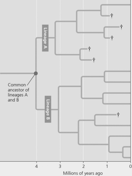   Figure 23.3 -  Figure 23.4 This evolutionary tree shows the influence of speciation and extinction on the diversity of life. After 2 million years lineage A had a(n)  ________ rate of speciation and ________ extinction rates compared to lineage B. A)  higher; lower B)  lower; higher C)  increased; decreased D)  improved; enhanced