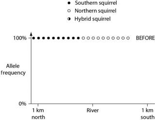 Please use the following information to answer the question(s)  below. In the ocean, on either side of the Isthmus of Panama, are 30 species of snapping shrimp; some are shallow-water species, and others are adapted to deep water. There are 15 species on the Pacific side and 15 different species on the Atlantic side. The Isthmus of Panama started rising about 10 million years ago. In Figure 22.1, the isthmus separates the Pacific Ocean on the left (side A)  from the Atlantic Ocean on the right (side B) . The seawater on either side of the isthmus is separated into five depth habitats (1-5) , with 1 being the shallowest.   Figure 22.1 -In a hypothetical situation, the National Park Service, which administers Grand Canyon National Park in Arizona, builds a footbridge over the Colorado River at the bottom of the canyon. The footbridge permits migration to occur between populations of two closely related antelope squirrels. Previously, one type of squirrel had been restricted to the terrain south of the river, and the other type had been restricted to terrain on the north side of the river. Immediately before and 10 years after the bridge's completion, researchers collected 10 antelope squirrels from both sides of the river, took blood samples, and collected frequencies of alleles unique to the two types of antelope squirrels (see the graphs in Figures 22.2 and 22.3) .   Figure 22.2   Figure 22.3 The data in these graphs indicate that A)  a hybrid zone was established after the completion of the bridge. B)  there was no migration between the two squirrel populations after the bridge was completed. C)  gene flow occurred from one type of squirrel into the gene pool of the other type of squirrel. D)  two-way migration of squirrels occurred across the bridge, but without hybridization. E)  some northern squirrels migrated south, but no southern squirrels migrated north across the bridge.