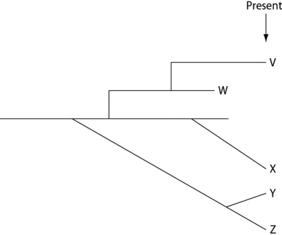 The following question(s)  refer to the evolutionary tree in Figure 22.4, whose horizontal axis represents time (present time is on the far right)  and whose vertical axis represents morphological change.   Figure 22.4 -  Figure 22.6 A hybrid zone is indicated by plotting the frequency of the yellow-belly allele across the distance from the center of the hybrid zone. What is the gene frequency of the fire-bellied toad 20 km from the hybrid zone center? A)  1 B)  0 C)  0.1 D)  10