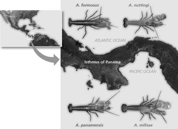 The following question(s)  refer to the evolutionary tree in Figure 22.4, whose horizontal axis represents time (present time is on the far right)  and whose vertical axis represents morphological change.   Figure 22.4 -  Figure 22.5 Which of the following is evidence for allopatric speciation by the formation of the Isthmus of Panama? A)  One species of the sister species lives on the Pacific side. B)  Genetic analyses indicate time of origin. C)  Sister species diverge first. D)  Coordination of geological evidence demonstrated species divergence.