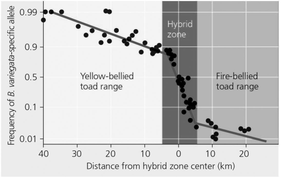 The following question(s)  refer to the evolutionary tree in Figure 22.4, whose horizontal axis represents time (present time is on the far right)  and whose vertical axis represents morphological change.   Figure 22.4 -  Figure 22.6 A hybrid zone is indicated by plotting the frequency of the yellow-belly allele across the distance from the center of the hybrid zone. What is the gene frequency of the fire-bellied toad 20 km from the hybrid zone center? A)  1 B)  0 C)  0.1 D)  10