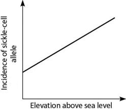 <strong>Anopheles mosquitoes, which carry the malaria parasite, cannot live above elevations of 5,900 feet. In addition, oxygen availability decreases with higher altitude. Consider a hypothetical human population that is adapted to life on the slopes of Mt. Kilimanjaro in Tanzania, a country in equatorial Africa. Mt. Kilimanjaro's base is about 2,600 feet above sea level and its peak is 19,341 feet above sea level. If the incidence of the sickle-cell allele in the population is plotted against altitude (feet above sea level), which of the following distributions is most likely, assuming little migration of people up or down the mountain?</strong> A)   B)   C)   D)   <div style=padding-top: 35px> 