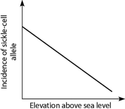 <strong>Anopheles mosquitoes, which carry the malaria parasite, cannot live above elevations of 5,900 feet. In addition, oxygen availability decreases with higher altitude. Consider a hypothetical human population that is adapted to life on the slopes of Mt. Kilimanjaro in Tanzania, a country in equatorial Africa. Mt. Kilimanjaro's base is about 2,600 feet above sea level and its peak is 19,341 feet above sea level. If the incidence of the sickle-cell allele in the population is plotted against altitude (feet above sea level), which of the following distributions is most likely, assuming little migration of people up or down the mountain?</strong> A)   B)   C)   D)   <div style=padding-top: 35px> 