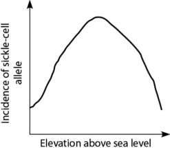 <strong>Anopheles mosquitoes, which carry the malaria parasite, cannot live above elevations of 5,900 feet. In addition, oxygen availability decreases with higher altitude. Consider a hypothetical human population that is adapted to life on the slopes of Mt. Kilimanjaro in Tanzania, a country in equatorial Africa. Mt. Kilimanjaro's base is about 2,600 feet above sea level and its peak is 19,341 feet above sea level. If the incidence of the sickle-cell allele in the population is plotted against altitude (feet above sea level), which of the following distributions is most likely, assuming little migration of people up or down the mountain?</strong> A)   B)   C)   D)   <div style=padding-top: 35px> 