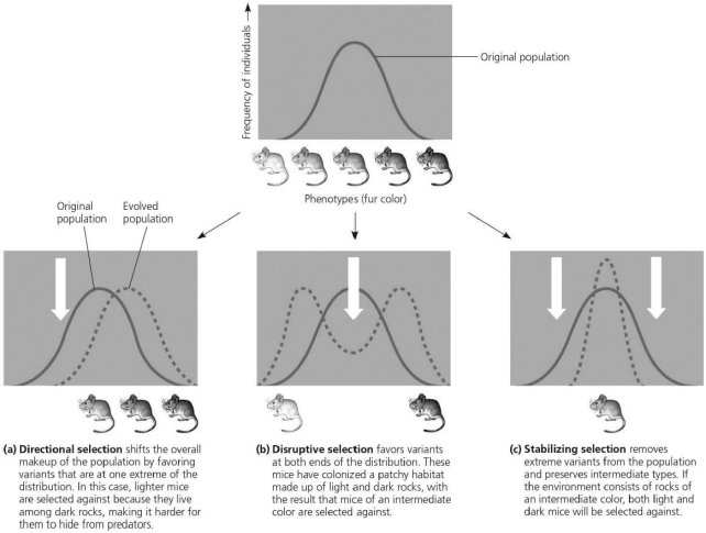 Please use the following information to answer the question(s)  below.   -Examining the figure, which type of selection has two peaks of frequency of individuals? A)  directional selection B)  disruptive selection C)  stabilizing selection D)  natural selection