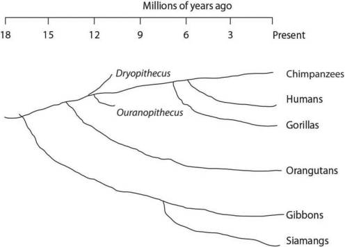   Figure 20.2 -  Figure 20.4 Extrapolating backward in time using the molecular clock indicates that the HIV-1 M strain originated around A)  1920. B)  1930. C)  1950. D)  1960.