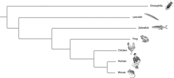   Figure 20.2 -  Figure 20.3 In Figure 20.3, phylogeny branch lengths represent genetic changes. Which organism on the tree has undergone the most genetic changes since divergence from common ancestor? A)  mouse B)  human C)  chicken D)  Drosophila