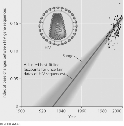   Figure 20.2 -  Figure 20.4 Extrapolating backward in time using the molecular clock indicates that the HIV-1 M strain originated around A)  1920. B)  1930. C)  1950. D)  1960.