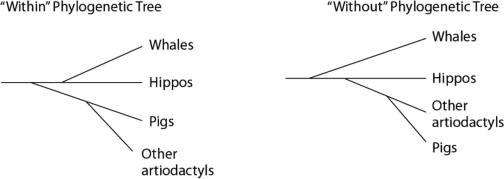 Please use the following information to answer the question(s)  below. Traditionally, whales and hippopotamuses have been classified in different orders, the Cetacea and the Artiodactyla, respectively. Recent molecular evidence, however, indicates that the whales' closest living relatives are the hippos. This has caused some zoologists to lump the two orders together into a single clade, the Cetartiodactyla. There is no consensus on whether the Cetartiodactyla should be accorded order status or superorder status. This is because it remains unclear whether the whale lineage diverged from the lineage leading to the hippos before or after the other members of the order Artiodactyla (pigs, camels, etc.)  diverged (see Figure 20.5) .   Figure 20.5 -It was once thought that cetaceans had evolved from an extinct group of mammals called the mesonychids. If, in the future, it is determined that some organisms currently classified as cetaceans did actually evolve from mesonychids, whereas other cetaceans evolved from artiodactyl stock, then what will be true of the order Cetacea? A)  It will be paraphyletic. B)  It will be polyphyletic. C)  It will need to be modified if classification is to reflect evolutionary history. D)  A and C E)  B and C