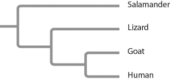 Based on the tree below, which statement is not correct?   A)  The salamander lineage is a basal taxon. B)  Salamanders are a sister group to the group containing lizards, goats, and humans. C)  Salamanders are as closely related to goats as to humans. D)  Lizards are more closely related to salamanders than to humans.