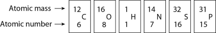   Figure 2.4 -Based on electron configuration, which of the elements in Figure 2.4 would exhibit a chemical behavior most like that of oxygen? A)  carbon B)  hydrogen C)  nitrogen D)  sulfur E)  phosphorus