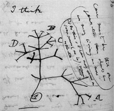 Please use the following information to answer the question(s)  below. The following questions refer to the evolutionary tree below. The horizontal axis of the cladogram depicted below is a timeline that extends from 100,000 years ago to the present; the vertical axis represents nothing in particular. The labeled branch points on the tree (V-Z)  represent various common ancestors. Let's say that only since 50,000 years ago has there been enough variation between the lineages depicted here to separate them into distinct species, and only the tips of the lineages on this tree represent distinct species.   Figure 19.2 -  Figure 19.3 Darwin viewed the history of life as a tree, with multiple branchings from a common trunk to the tips of the twigs. Which part of that tree represents extant organisms? A)  tips of the twigs B)  unlabeled branches C)  common trunk D)  forks of the tree