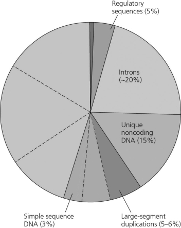   Figure 18.1 Types of DNA sequences in the human genome. The pie chart in Figure 18.1 represents the relative frequencies of the following in the human genome: I. repetitive DNA unrelated to transposons II. repetitive DNA that includes transposons III. unique noncoding DNA IV. introns and regulatory sequences V. exons -Which region is occupied by exons only (V) ? A)  A B)  B C)  C D)  D E)  E