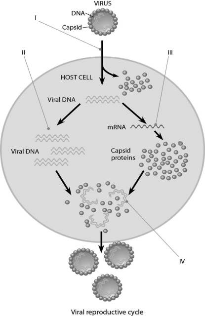   Figure 17.2 -In Figure 17.2, when new viruses are being assembled (IV) , what mediates the assembly? A)  host cell chaperones B)  assembly proteins coded for by the host nucleus C)  assembly proteins coded for by the viral genes D)  nothing; the proteins self-assemble