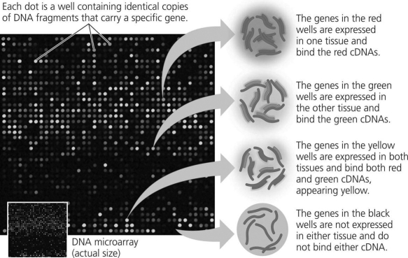   Figure 15.1 In the microarray shown in Figure 15.1, if you were searching for genes whose expression was inhibited by hormone treatment, you would search for sequences spotted on the array that showed ________ fluorescence. A)  no B)  high levels of C)  green D)  red E)  yellow