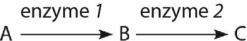   Figure 14.1 -Examine the simple metabolic pathway in Figure 14.1. According to Beadle and Tatum's hypothesis, how many genes are necessary for this pathway? A)  0 B)  1 C)  2 D)  3 E)  It cannot be determined from the pathway.