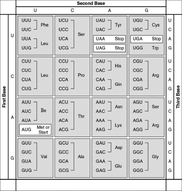   Figure 14.2 -Examine the table of codons in Figure 14.2. A possible sequence of nucleotides in the template strand of DNA that would code for the polypeptide sequence phe-leu-ile-val would be A)  5'-TTG-CTA-CAG-TAG-3'. B)  3'-AAC-GAC-GUC-AUA-5'. C)  5'-AUG-CTG-CAG-TAT-3'. D)  3'-AAA-AAT-ATA-ACA-5'. E)  3'-AAA-GAA-TAA-CAA-5'.
