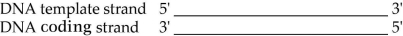   Figure 14.3 -Given the locally unwound double strand in Figure 14.3, in which direction does the RNA polymerase move? A)  3' → 5' along the template strand B)  5' → 3' along the template strand C)  3' → 5' along the complementary strand D)  5' → 3' along the complementary strand E)  5' → 3' along the double-stranded DNA