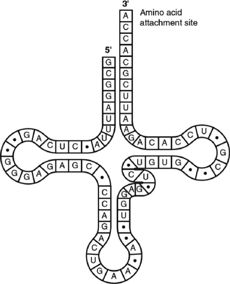   Figure 14.5 -Figure 14.5 represents tRNA that recognizes and binds a particular amino acid (in this instance, phenylalanine) . Which codon on the mRNA strand codes for this amino acid? A)  UGG B)  GUG C)  GUA D)  UUC E)  CAU 