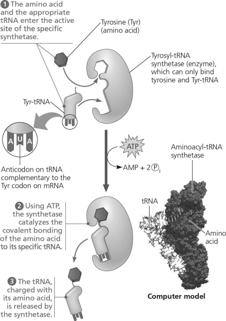 Using the figure below, identify a 5' → 3' sequence of nucleotides in the DNA template strand for an mRNA coding for the polypeptide sequence Phe-Pro-Lys.   Figure 14.6 A)  5′-UUUCCCAAA-3′ B)  5′-GAACCCCTT-3′ C)  5′-CTTCGGGAA-3′ D)  5′-AAACCCUUU-3′